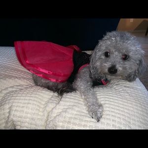 Pet dress, medium size (dog is not for sale)